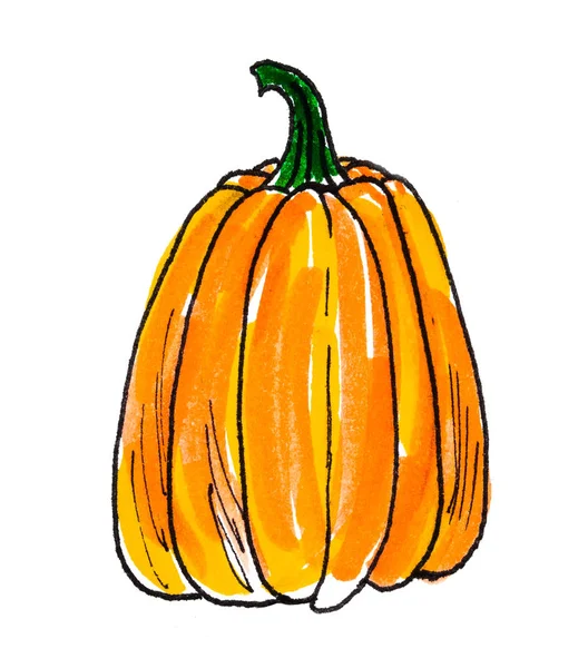 Dibujo Acuarela Calabaza Sobre Fondo Blanco — Foto de Stock