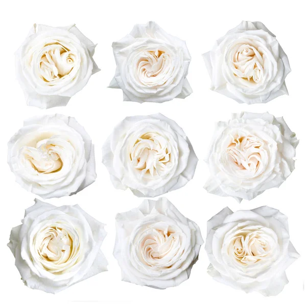 beyaz arkaplanda izole edilmiş şakayıklar