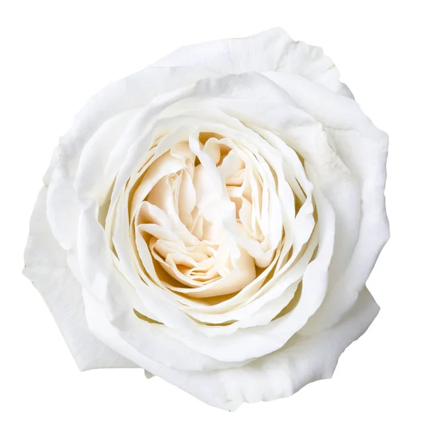 Pétalos Flor Rosa Blanca — Foto de Stock