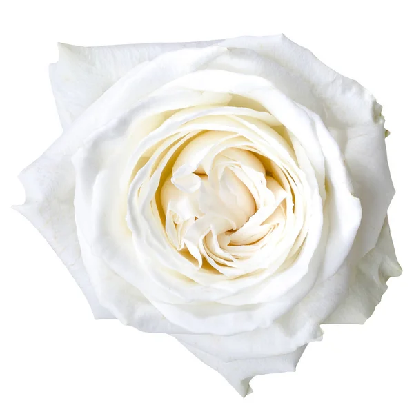 Macro Shot White Flower Petals — Stock Photo, Image