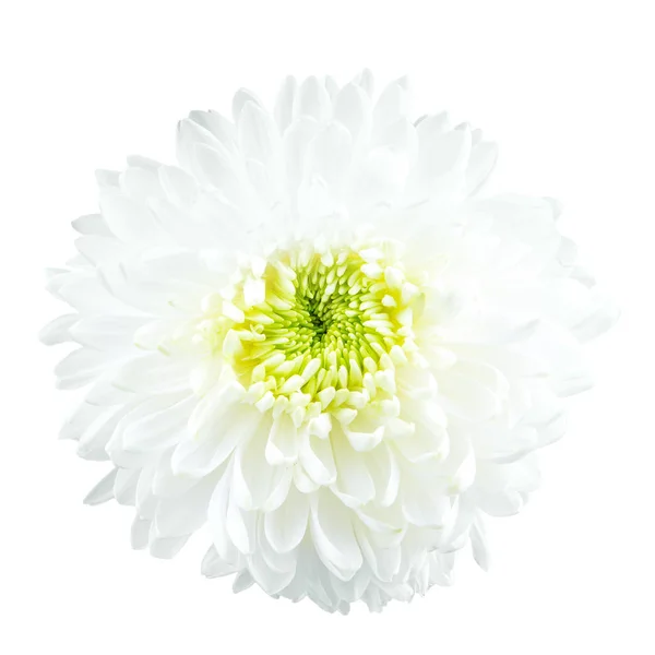 白い背景に隔離された白い菊 — ストック写真