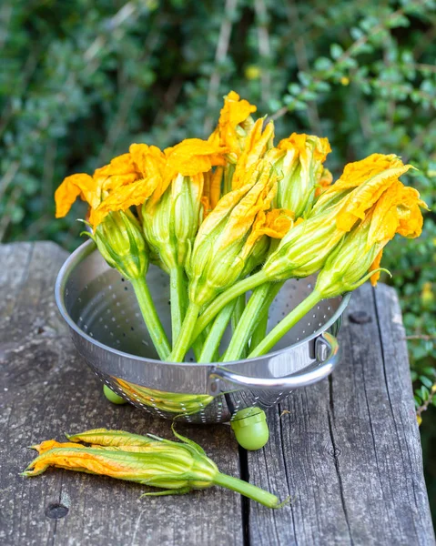 Fresh Yellow Zucchini Flowers — Stock Photo, Image