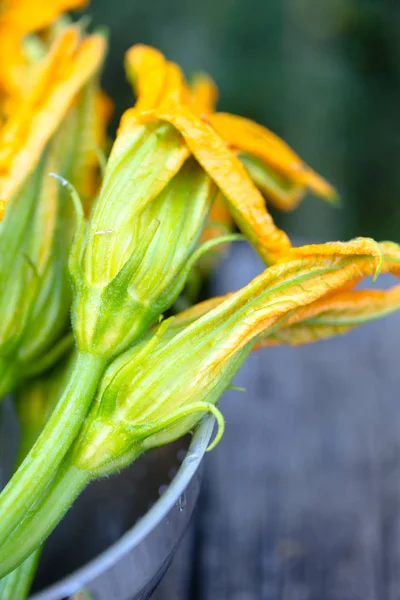 Fresh Yellow Zucchini Flowers — Stock Photo, Image