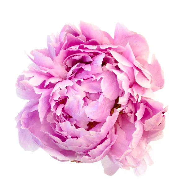 Peony Flower Isolated White Background — Stock Photo, Image