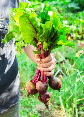 taze Pancar hasat tutan adam el kırpılmış görüntü 