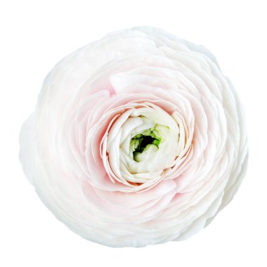 pembe çiçek yaprakları makro çekim 