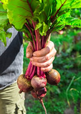 taze Pancar tutan adam el kırpılmış görüntü  