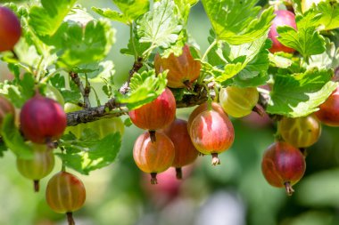 yeşil yaprakları ile bitki üzerinde büyüyen bektaşi üzümü 