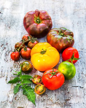 masada renkli domates hasat 