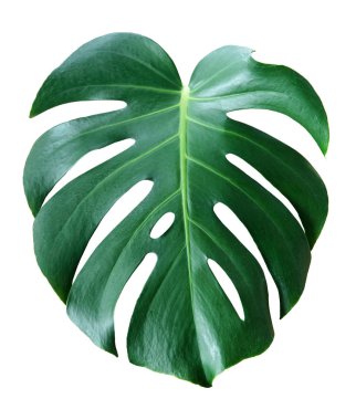 yeşil tropikal yaprak beyaz arka plan üzerinde izole, kopya alanı