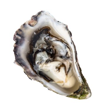 Beyaz arka plan üzerinde taze istiridye