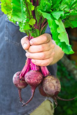 sapları taze Pancar tutan adam el kırpılmış görüntü