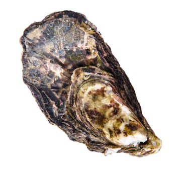 Beyaz arka plan üzerinde taze istiridye