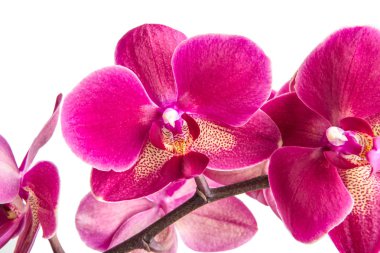 parlak pembe kırmızı orkide çiçek stüdyo çekim