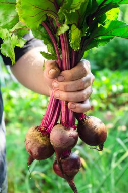 taze Pancar hasat tutan adam el kırpılmış görüntü 