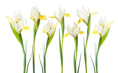 beyaz arka plan üzerinde narcissus pseudonarcissus çiçekler 