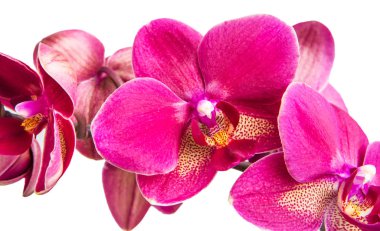 parlak pembe kırmızı orkide çiçek stüdyo çekim