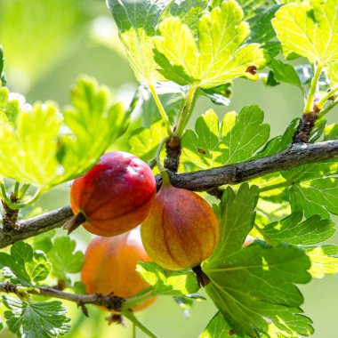 çalılıkta büyüyen bektaşi üzümü yakın çekim 