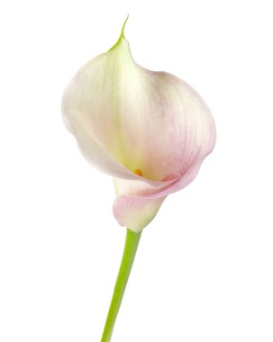 Calla lily beyaz bir arka plan üzerinde izole 