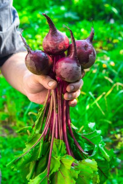 sapları taze Pancar tutan ve açık havada duran adam el kırpılmış görüntü 