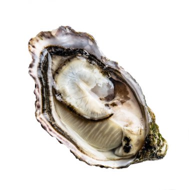 Beyaz arka plan üzerinde taze istiridye