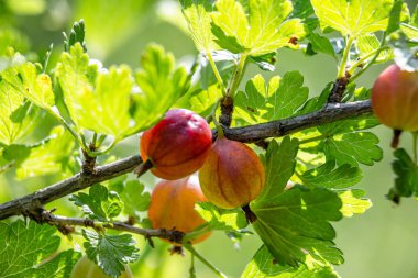 çalılıkta büyüyen bektaşi üzümü yakın çekim 