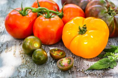 masada renkli domates hasat 