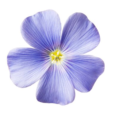 Beyaz arka planda bir mavi çiçek
