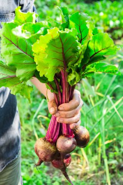 taze Pancar hasat tutan adam el kırpılmış görüntü 