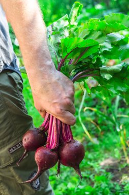 sapları taze Pancar tutan ve açık havada duran adam el kırpılmış görüntü 