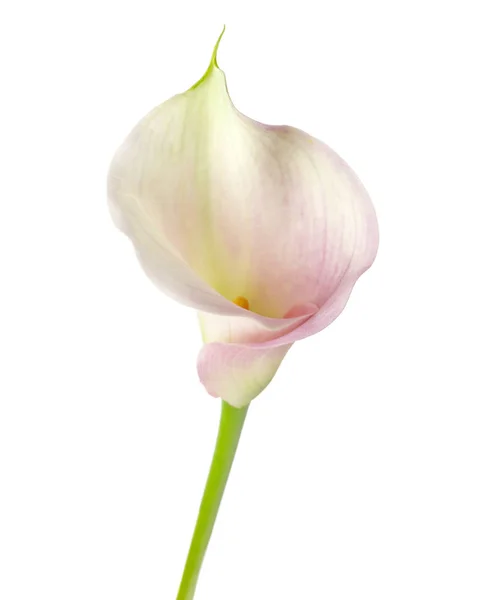 Calla lily beyaz bir arka plan üzerinde izole 