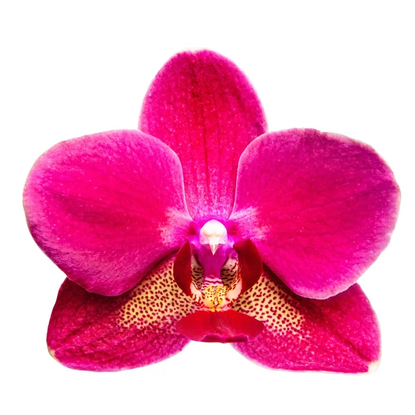 Studio Shot Bright Pink Red Orchid Flower — стоковое фото
