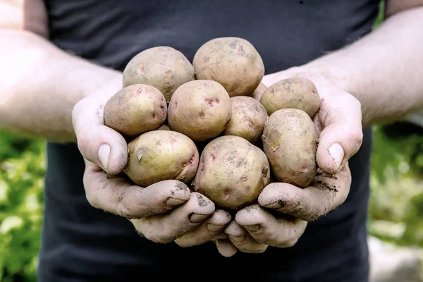 farmer man holding potatoes crop, close up