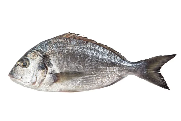 Νωπά Ψάρια Που Απομονώνονται Λευκό Φόντο — Φωτογραφία Αρχείου
