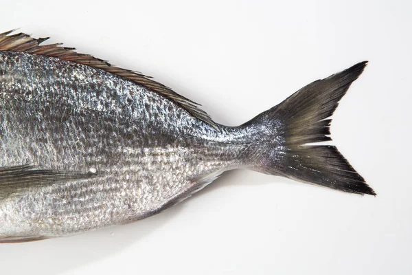 Frischer Fisch Isoliert Auf Weißem Hintergrund — Stockfoto