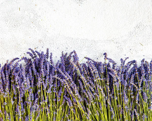 Lila Lavendel Blommor Provence Växt — Stockfoto