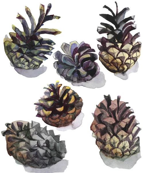 Set Watercolor Pine Cones White Background — Stock Photo, Image