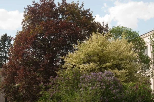 Jardim Com Bordos Lilás Decorativos Primavera — Fotografia de Stock