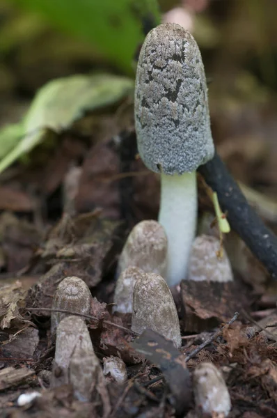 Champignons Coprinus Cinereus Gros Plan — Photo