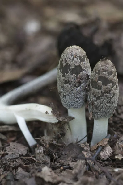 Coprinus Cinereus Champignons Van Dichtbij Geschoten — Stockfoto