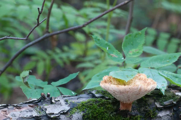 Polyporus Tuberaster Mushroom Forest Close Shot — стоковое фото