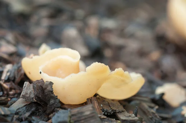 Peziza Varia Ascomycete Fungus Close Shot Focus Locale — Foto Stock