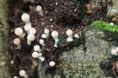 Yeşil yosunlu bir kütük üzerinde mantarlar (Coprinus yayılımı)