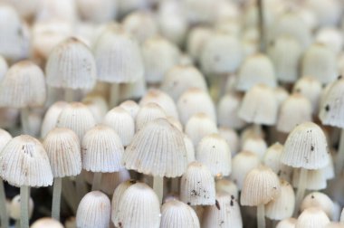 Yeşil yosunlu bir kütük üzerinde mantarlar (Coprinus yayılımı)
