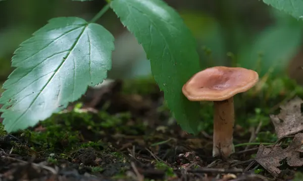 Champiñón Lactarius Tabidus Sobre Tocón Musgo Verde —  Fotos de Stock