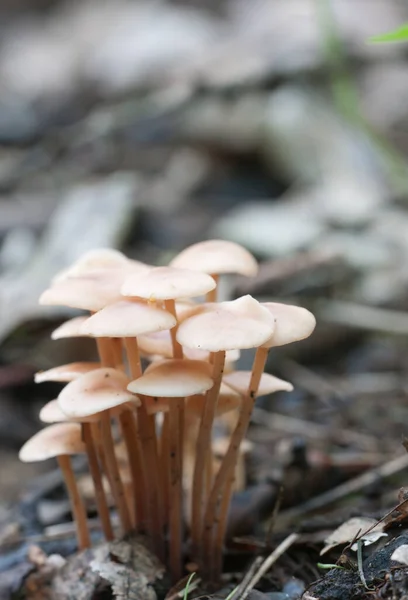 Las Setas Gymnopus Confluens Sobre Las Hojas Viejas Grises Otoñales — Foto de Stock