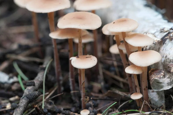 Las Setas Gymnopus Confluens Sobre Las Hojas Viejas Grises Otoñales — Foto de Stock