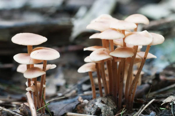 Грибы Gymnopus Confluens Старых Серых Осенних Листьях — стоковое фото