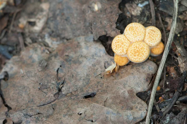 Crucibulum Laeve Cogumelos Nas Folhas Outono — Fotografia de Stock