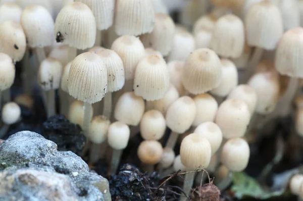 Pilze Coprinus Disseminatus Auf Einem Baumstumpf Grünen Moos — Stockfoto